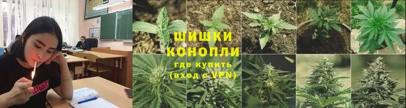 Конопля Bruce Banner  Балтийск 